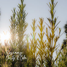 Load image into Gallery viewer, Rosemary Sage Oil Blend: Eucalyptus Rosemary, Sage and Evergreen Scented
