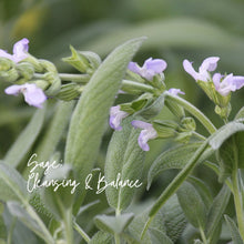 Load image into Gallery viewer, Rosemary Sage Oil Blend: Eucalyptus Rosemary, Sage and Evergreen Scented

