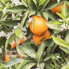 Load image into Gallery viewer, Magnolia Mint Hand Lotion: Wild Mint, Orange Blossom, Eucalyptus, Lemon, Mint + Tomato Leaf Scented
