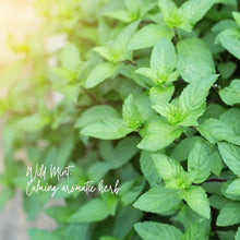 Load image into Gallery viewer, Magnolia Mint Clean and Uplifting Oil Blend: Wild Mint, Orange Blossom, Eucalyptus, Lemon, Mint + Tomato Leaf Scented
