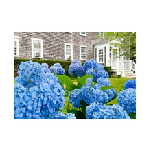 Load image into Gallery viewer, Edgartown Hydrangea Collection Prints - Grey Shingle Rising
