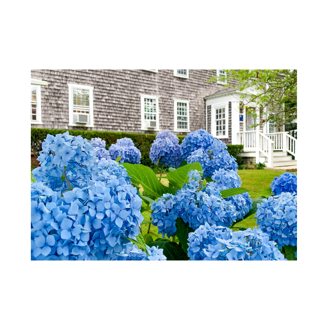 Edgartown Hydrangea Collection Prints - Grey Shingle Rising