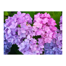 Load image into Gallery viewer, Hydrangea Love

