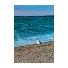 Load image into Gallery viewer, Solitary Seagull
