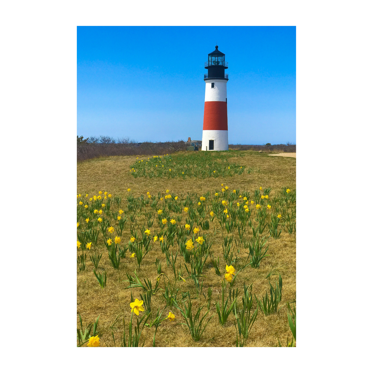 Sankaty Dressed for Daffy