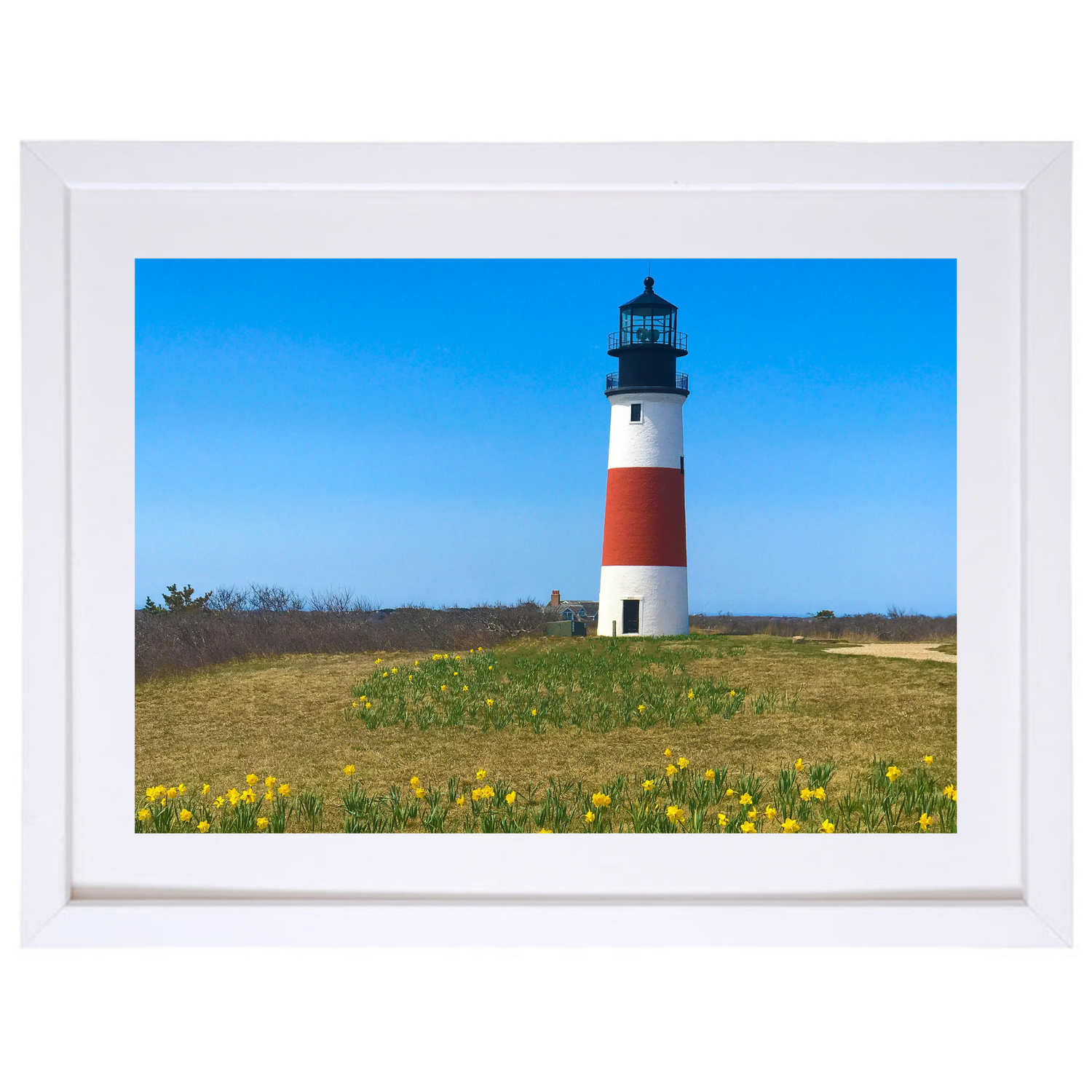 Sankaty Dressed for Daffy