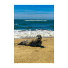 Load image into Gallery viewer, Seal Seduction
